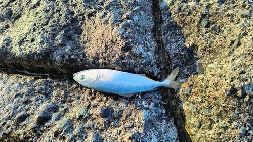 ワカシの釣果
