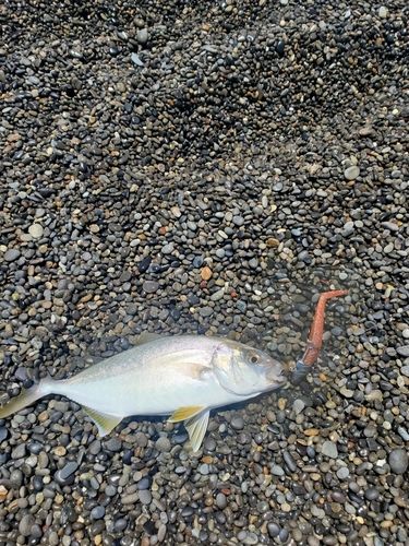 シオの釣果