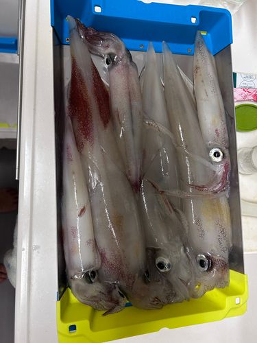 ケンサキイカの釣果