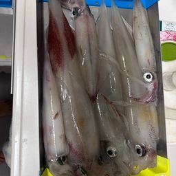 ケンサキイカ