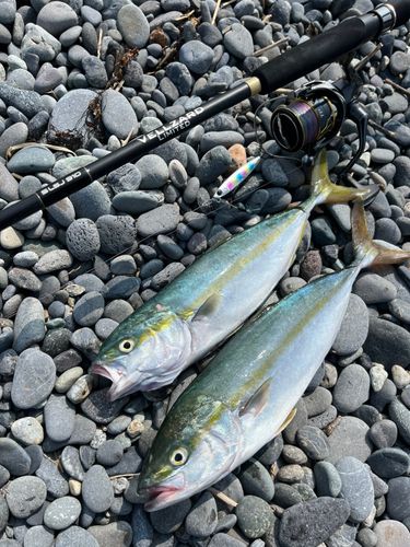 ワカシの釣果
