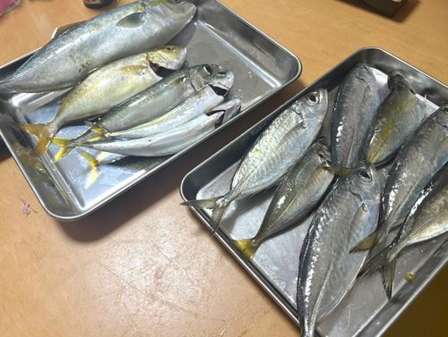 メアジの釣果