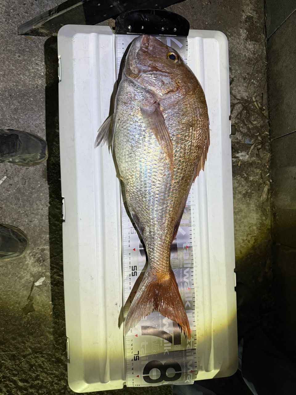 デブリーマン昇平さんの釣果 2枚目の画像