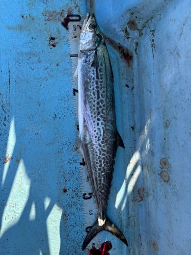 サワラの釣果