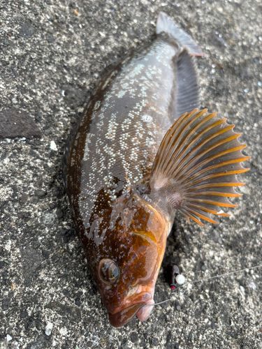 アイナメの釣果
