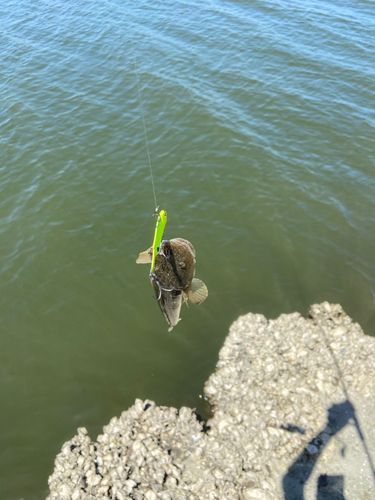 マゴチの釣果