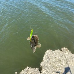 マゴチ