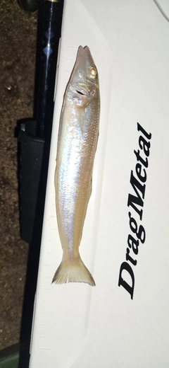 キスの釣果