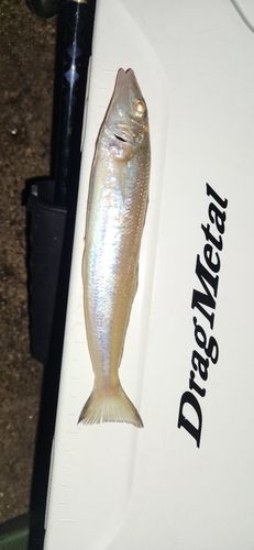 キスの釣果
