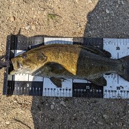 スモールマウスバス