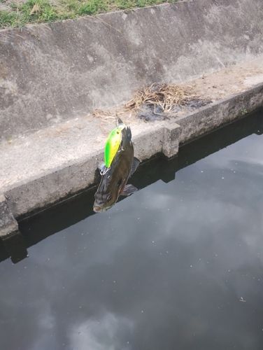 ブルーギルの釣果