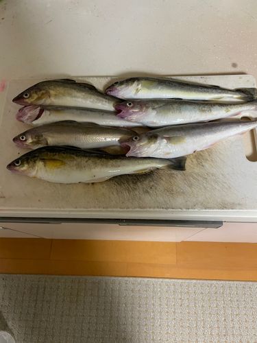 コマイの釣果
