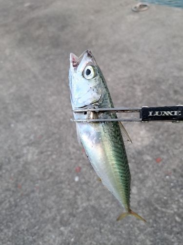 サバの釣果