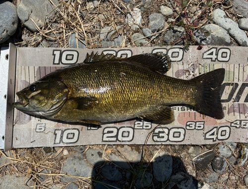 スモールマウスバスの釣果