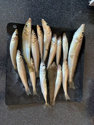 シロギスの釣果