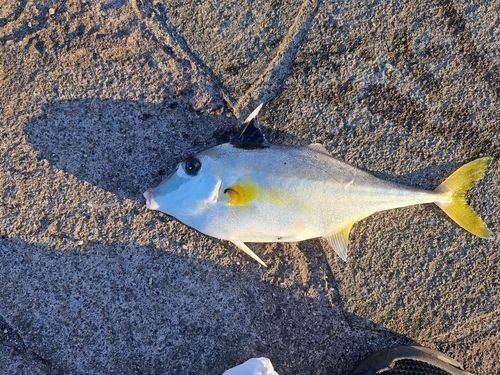 ギマの釣果