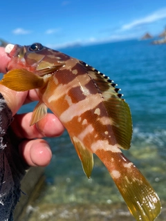 アカハタの釣果