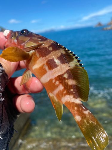 アカハタの釣果