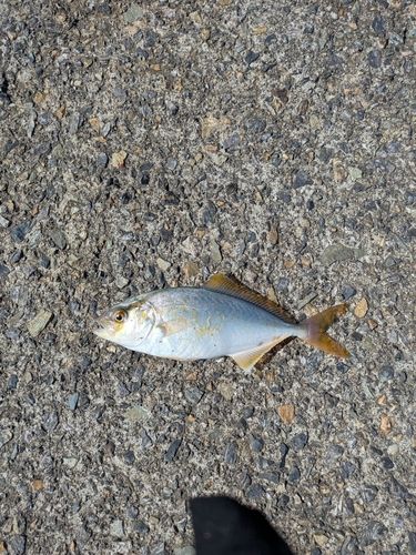 ネリゴの釣果