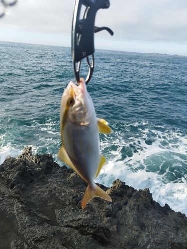 ショゴの釣果