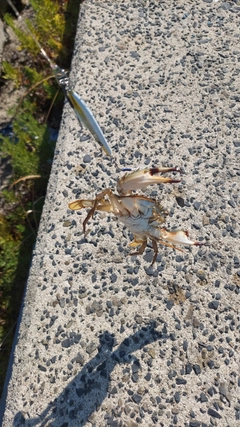 カニの釣果