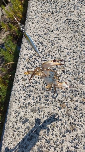 カニの釣果