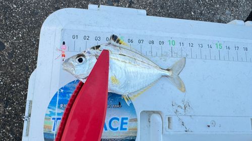 ヒイラギの釣果