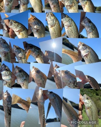 ブラックバスの釣果