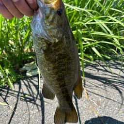 スモールマウスバス