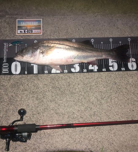 シーバスの釣果