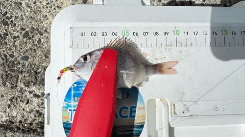 チャリコの釣果