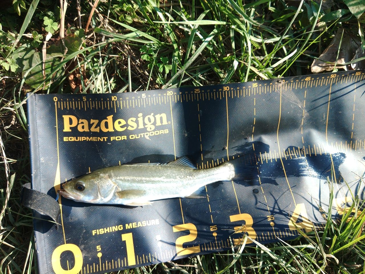 セイゴ（マルスズキ）