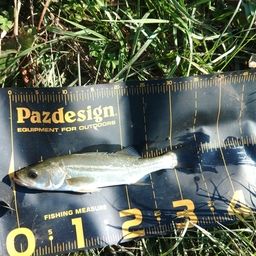 セイゴ（マルスズキ）