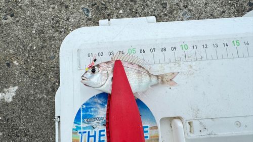 チャリコの釣果