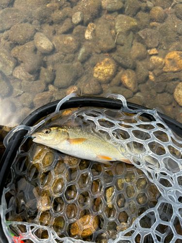 ウグイの釣果