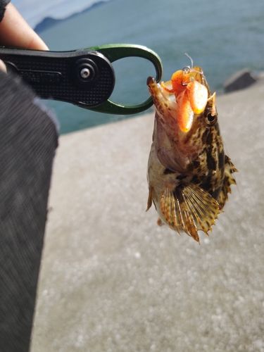 タケノコメバルの釣果