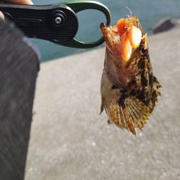 タケノコメバル