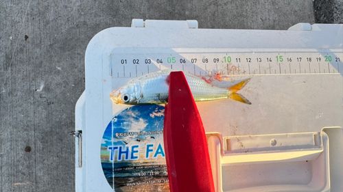 サッパの釣果