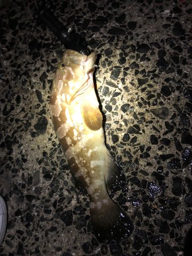 クエの釣果