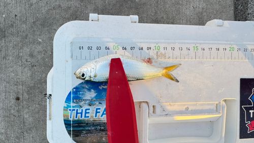 サッパの釣果