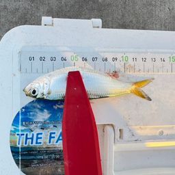 サッパ