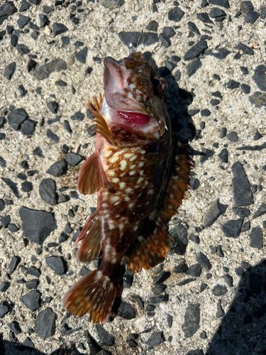 カサゴの釣果