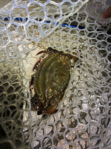 ワタリガニの釣果