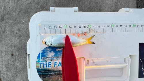 サッパの釣果