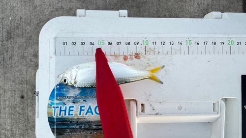 サッパの釣果