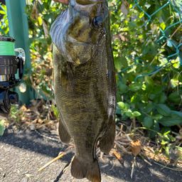 スモールマウスバス