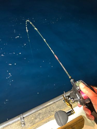 ケンサキイカの釣果