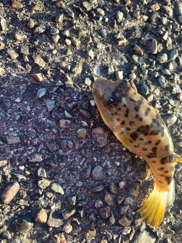 クサフグの釣果