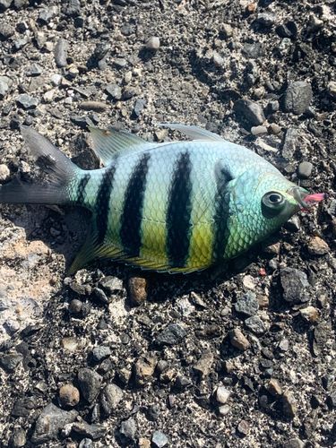 オヤビッチャの釣果