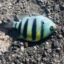 オヤビッチャ